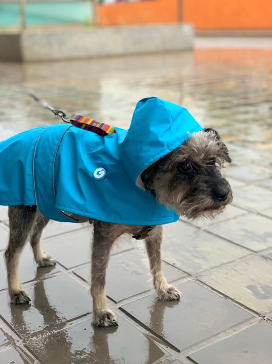 A Schnauzer dog wearing a blue rain jacket and rainbow leash